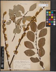 Foto von Salix caprea L.